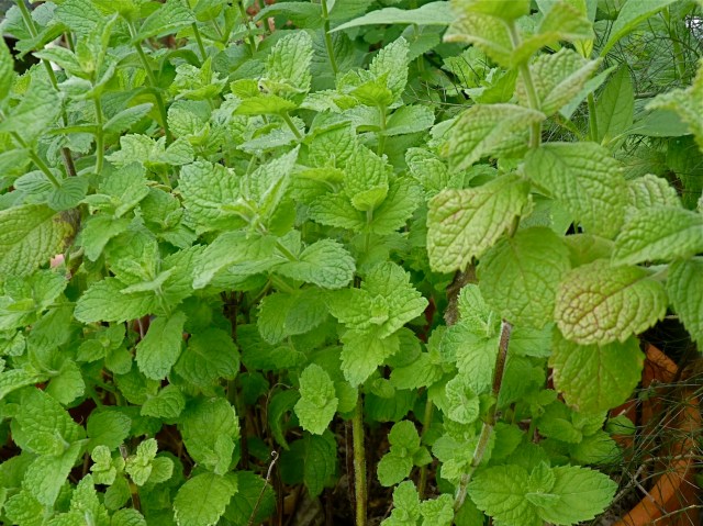 Apple mint