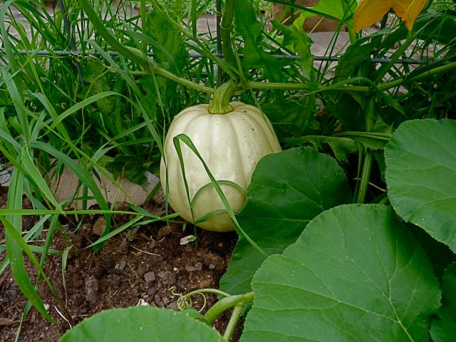 The great volunteer of 2013, this plant has several basketball size fruits and lots more on the way!