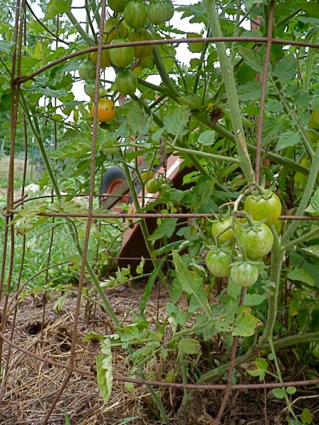 Isis candy cherry tomatoes