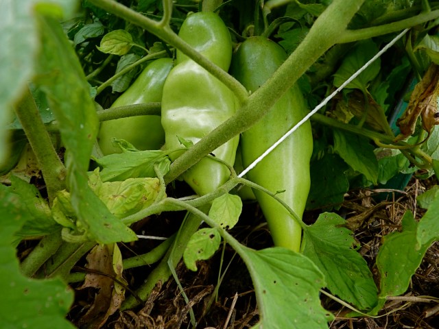 Really BIG roma tomatoes! Some of these are 7 inches long and meaty!