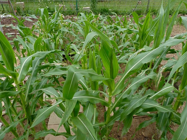 The little corn patch