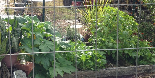 Thanks to Sarah for this photo of her garden - before the freeze of course.